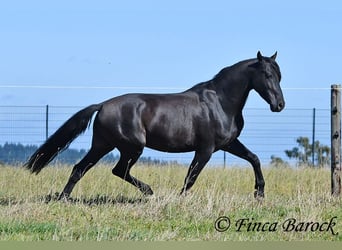 Andalusian, Gelding, 6 years, 15.2 hh, Black Andalusian, Gelding, 6 years, 15.2 hh, Black