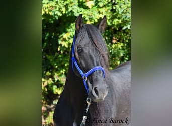 Andalusian, Gelding, 6 years, 15.2 hh, Black Andalusian, Gelding, 6 years, 15.2 hh, Black