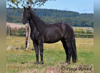 Andalusian, Gelding, 6 years, 15.2 hh, Black Andalusian, Gelding, 6 years, 15.2 hh, Black