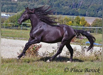 Andalusian, Gelding, 6 years, 15.2 hh, Black Andalusian, Gelding, 6 years, 15.2 hh, Black