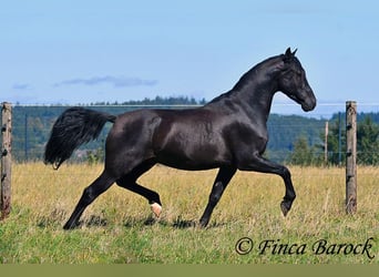 Andalusian, Gelding, 6 years, 15.2 hh, Black Andalusian, Gelding, 6 years, 15.2 hh, Black