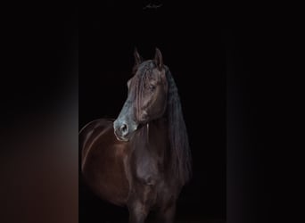 Andalusian, Gelding, 6 years, 15.2 hh, Black Andalusian, Gelding, 6 years, 15.2 hh, Black