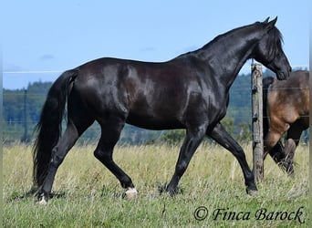 Andalusian, Gelding, 6 years, 15.2 hh, Black Andalusian, Gelding, 6 years, 15.2 hh, Black