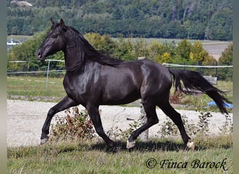 Andalusian, Gelding, 6 years, 15.2 hh, Black Andalusian, Gelding, 6 years, 15.2 hh, Black