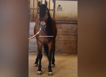 Andalusian Mix, Gelding, 6 years, 15.2 hh, Brown