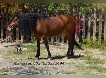 Andalusian Mix, Gelding, 6 years, 15.2 hh, Brown