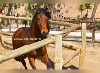 Andalusian Mix, Gelding, 6 years, 15.2 hh, Brown