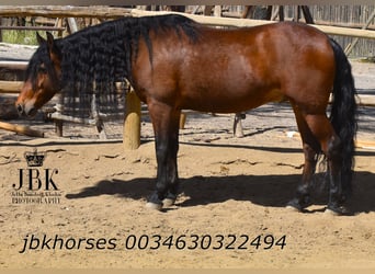 Andalusian Mix, Gelding, 6 years, 15.2 hh, Brown