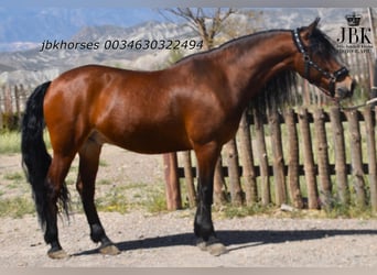 Andalusian Mix, Gelding, 6 years, 15.2 hh, Brown