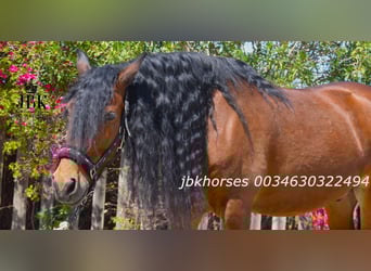 Andalusian Mix, Gelding, 6 years, 15.2 hh, Brown