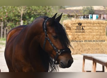 Andalusian Mix, Gelding, 6 years, 15.2 hh, Brown