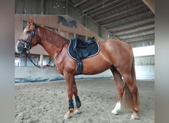 Andalusian, Gelding, 6 years, 15,2 hh, Chestnut-Red