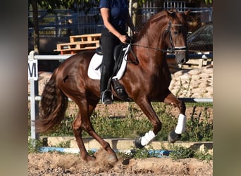 Andalusian, Gelding, 6 years, 15.2 hh, Chestnut-Red