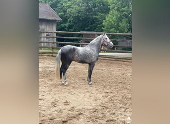 Andalusian, Gelding, 6 years, 15.2 hh, Gray-Dapple