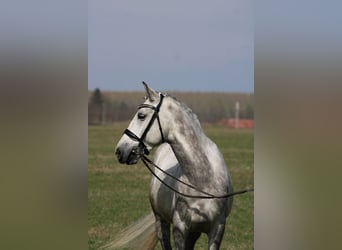 Andalusian Mix, Gelding, 6 years, 15.2 hh, Gray