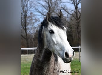 Andalusian, Gelding, 6 years, 15.2 hh, Grey