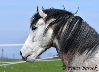 Andalusian, Gelding, 6 years, 15.2 hh, Grey