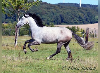 Andalusian, Gelding, 6 years, 15.2 hh, Grey Andalusian, Gelding, 6 years, 15.2 hh, Grey