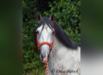Andalusian, Gelding, 6 years, 15.2 hh, Grey Andalusian, Gelding, 6 years, 15.2 hh, Grey