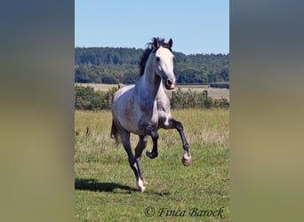 Andalusian, Gelding, 6 years, 15.2 hh, Grey Andalusian, Gelding, 6 years, 15.2 hh, Grey