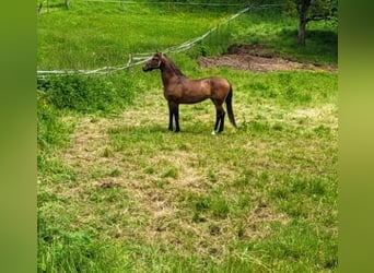 Andalusian, Gelding, 6 years, 15.2 hh
