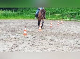 Andalusian, Gelding, 6 years, 15.2 hh
