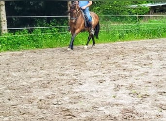Andalusian, Gelding, 6 years, 15.2 hh