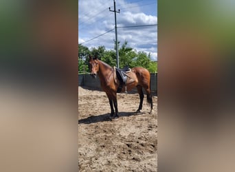 Andalusian, Gelding, 6 years, 15.2 hh
