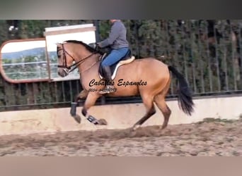 Andalusian, Gelding, 6 years, 15.3 hh, Dun
