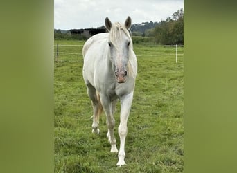 Andalusian Mix, Gelding, 6 years, 15,3 hh, Gray