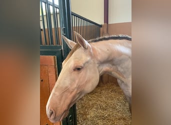 Andalusian, Gelding, 6 years, 15.3 hh, Perlino