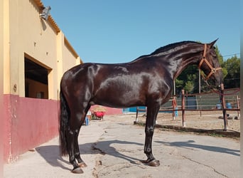 Andalusian, Gelding, 6 years, 15.3 hh, Smoky-Black