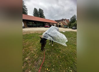 Andalusian, Gelding, 6 years, 15 hh, Bay-Dark