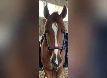 Andalusian, Gelding, 6 years, 15 hh, Chestnut-Red