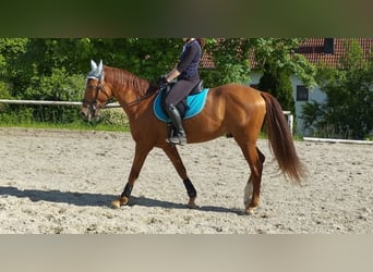 Andalusian, Gelding, 6 years, 15 hh, Chestnut-Red