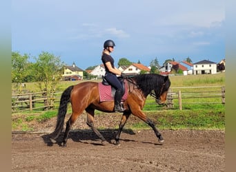 Andalusian Mix, Gelding, 6 years, 15,1 hh, Brown