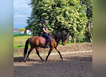 Andalusian Mix, Gelding, 6 years, 15,1 hh, Brown