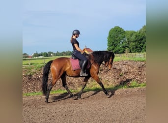 Andalusian Mix, Gelding, 6 years, 15,1 hh, Brown