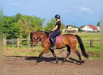Andalusian Mix, Gelding, 6 years, 15,1 hh, Brown