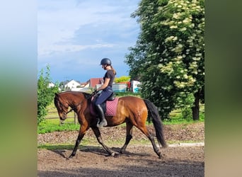 Andalusian Mix, Gelding, 6 years, 15,1 hh, Brown