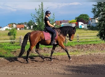 Andalusian Mix, Gelding, 6 years, 15,1 hh, Brown