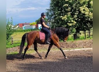 Andalusian Mix, Gelding, 6 years, 15,1 hh, Brown