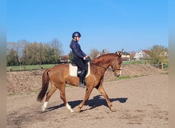 Andalusian Mix, Gelding, 6 years, 15,1 hh, Chestnut-Red