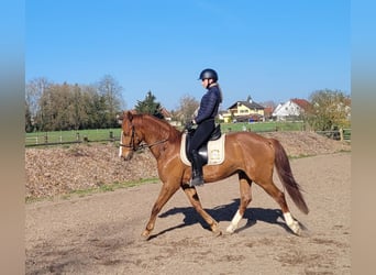 Andalusian Mix, Gelding, 6 years, 15,1 hh, Chestnut-Red