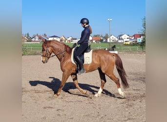 Andalusian Mix, Gelding, 6 years, 15,1 hh, Chestnut-Red