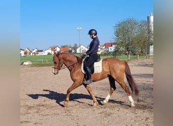 Andalusian Mix, Gelding, 6 years, 15,1 hh, Chestnut-Red
