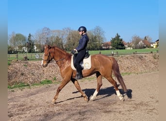 Andalusian Mix, Gelding, 6 years, 15,1 hh, Chestnut-Red