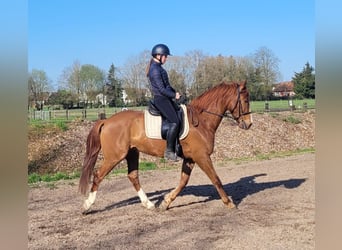 Andalusian Mix, Gelding, 6 years, 15,1 hh, Chestnut-Red