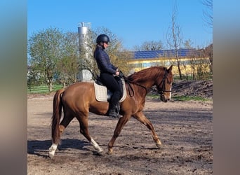 Andalusian Mix, Gelding, 6 years, 15,1 hh, Chestnut-Red