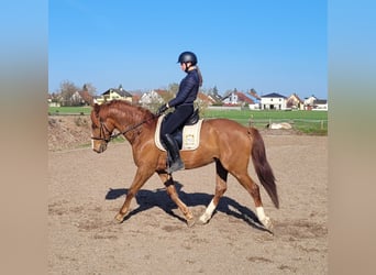Andalusian Mix, Gelding, 6 years, 15,1 hh, Chestnut-Red